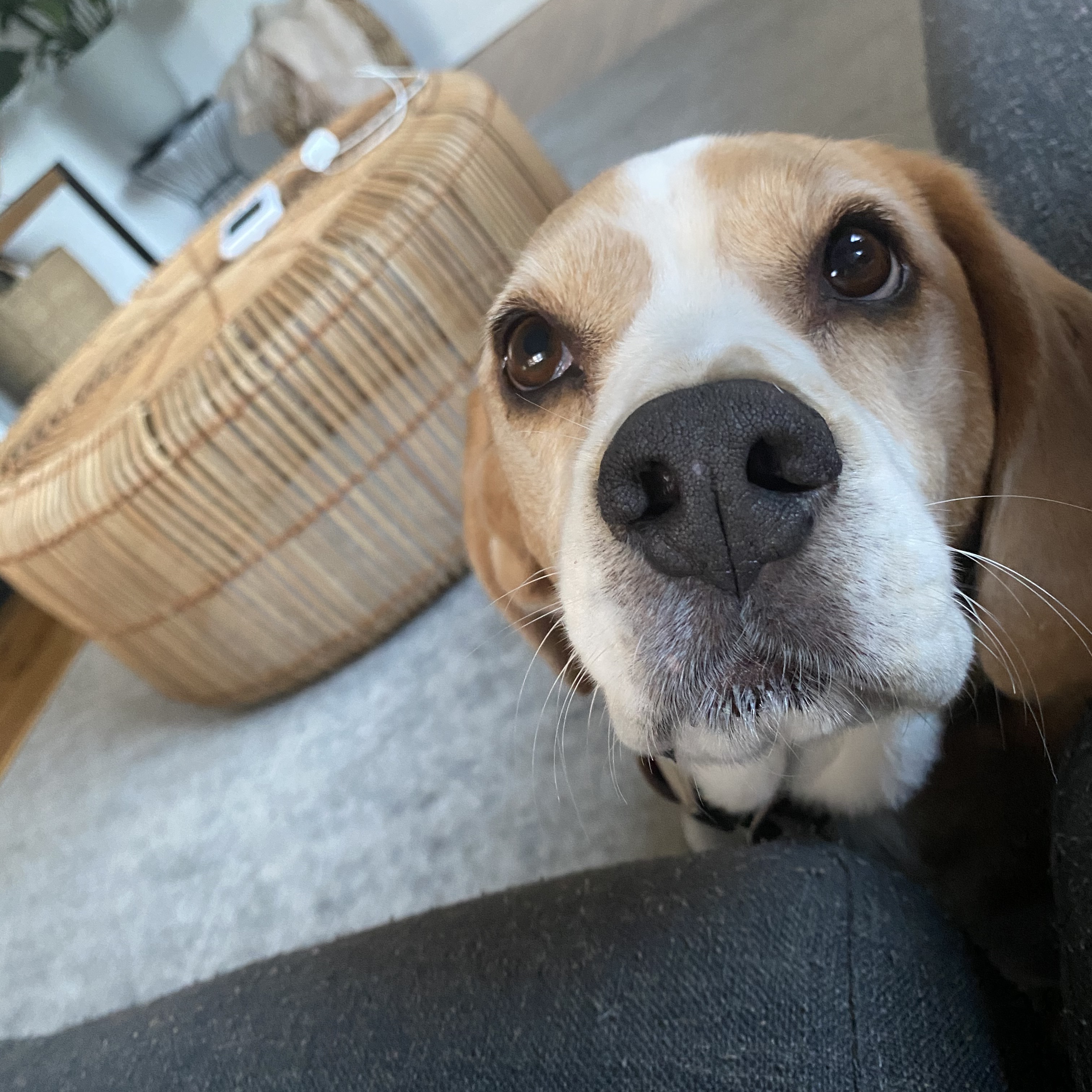Bailey 