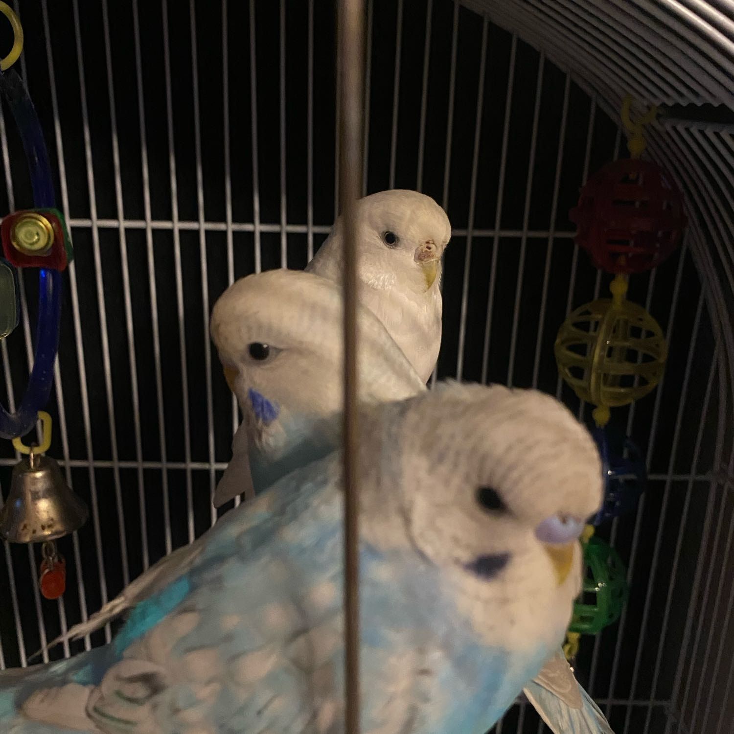 Bubbles, Odin, and Luna