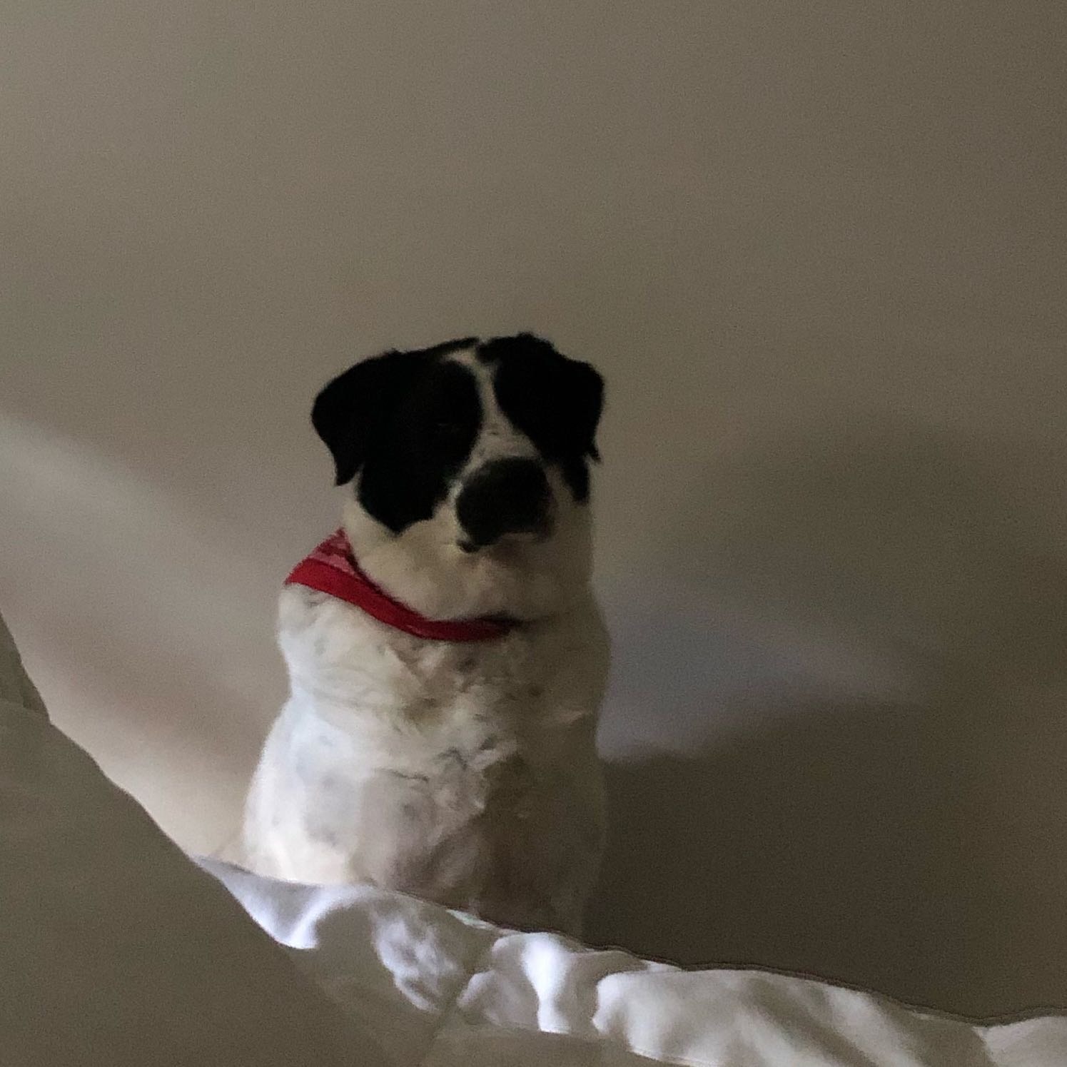 Gemma