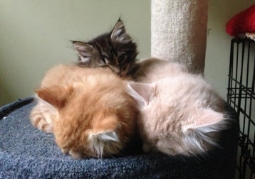 Many, Many Foster Animals!