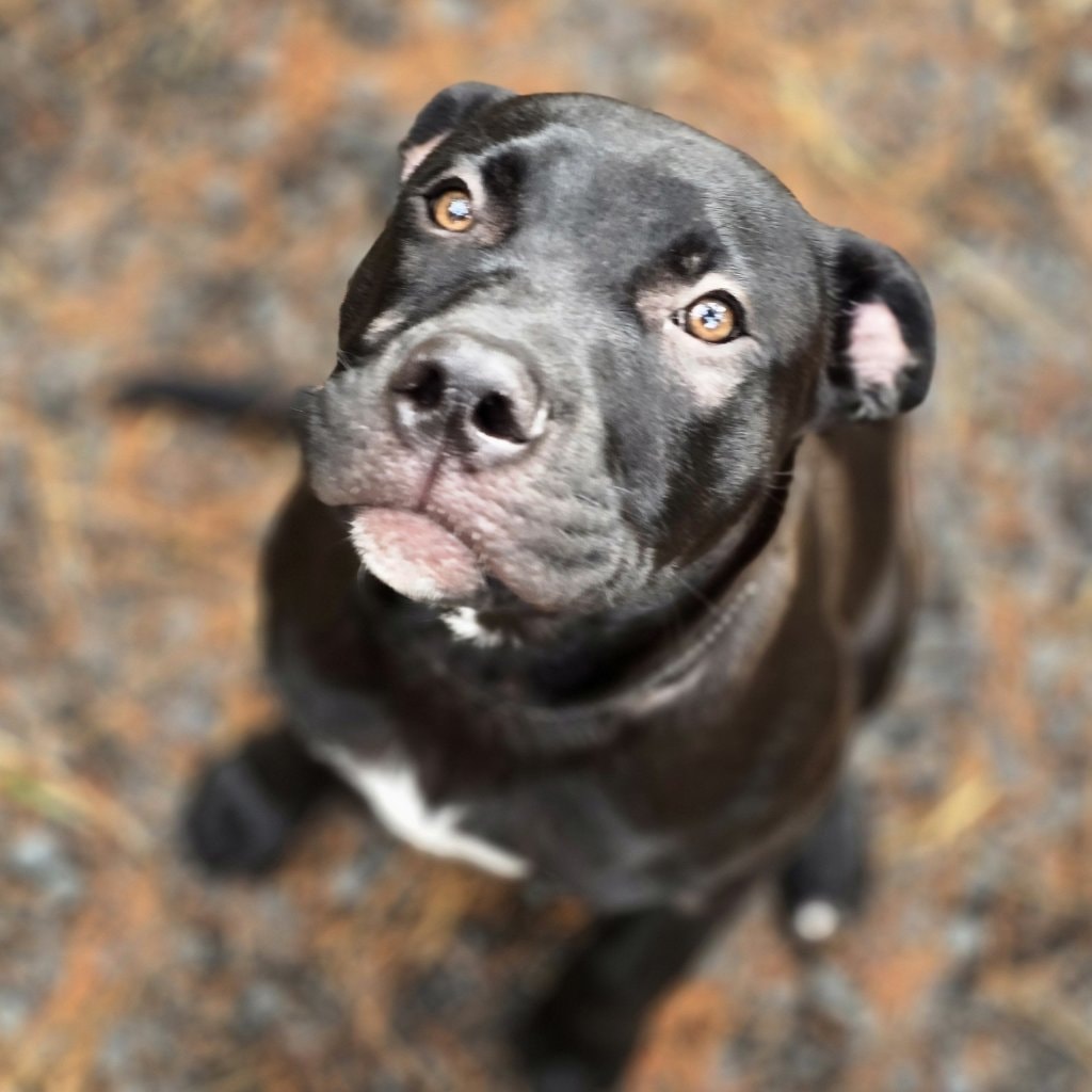 Bodie