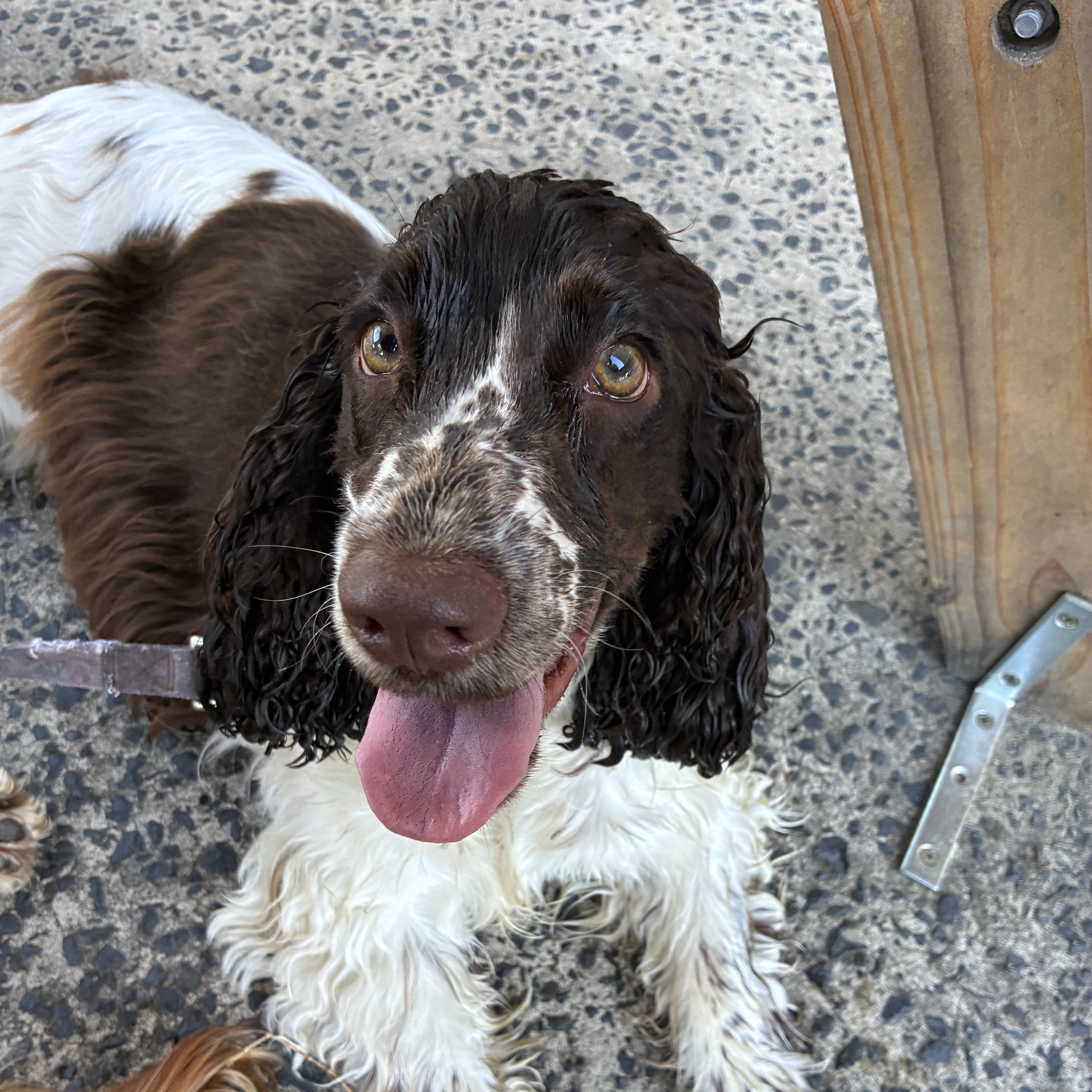 Pippa