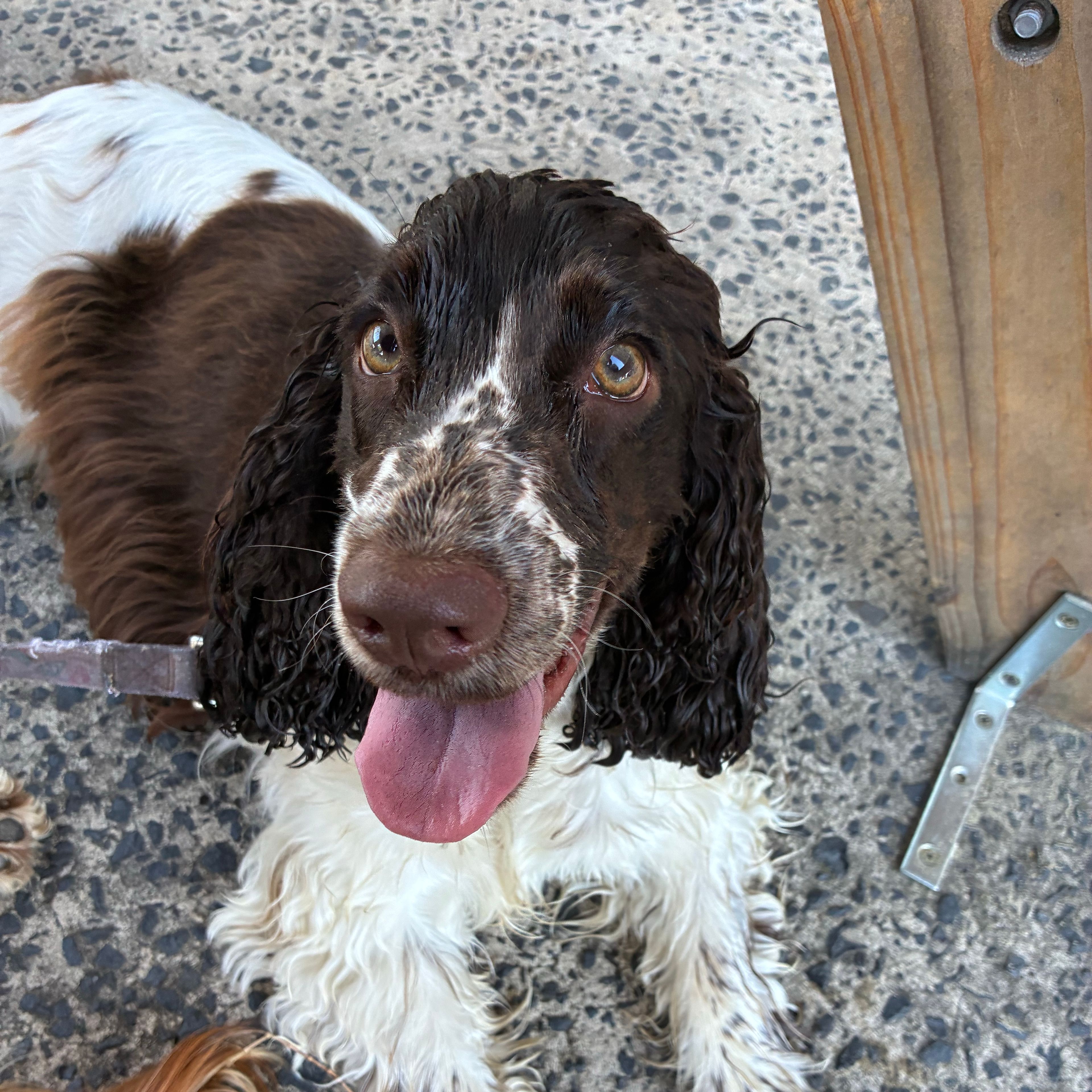Pippa