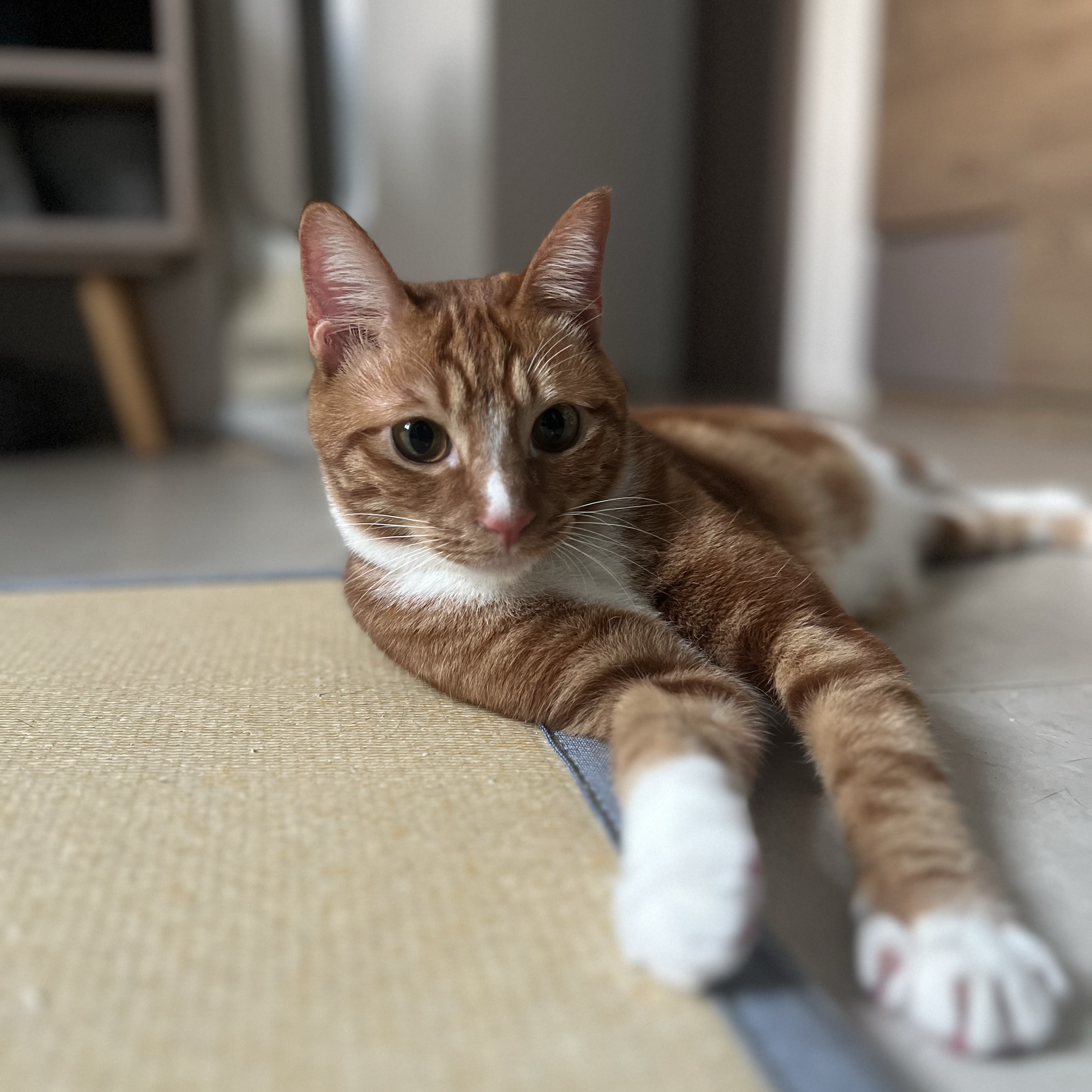 Milo