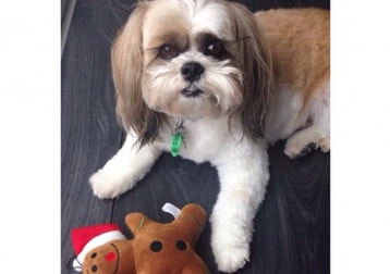 Cookie