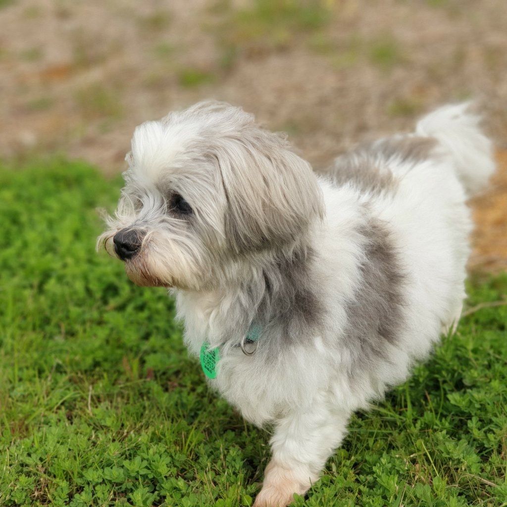 Max