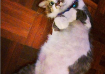 Theodore Roosevelt @ Teddy