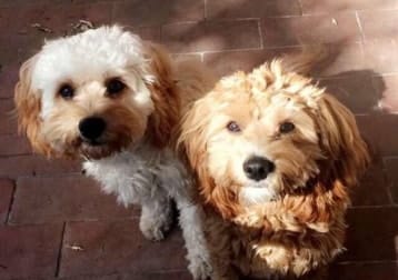 Honey & Flik