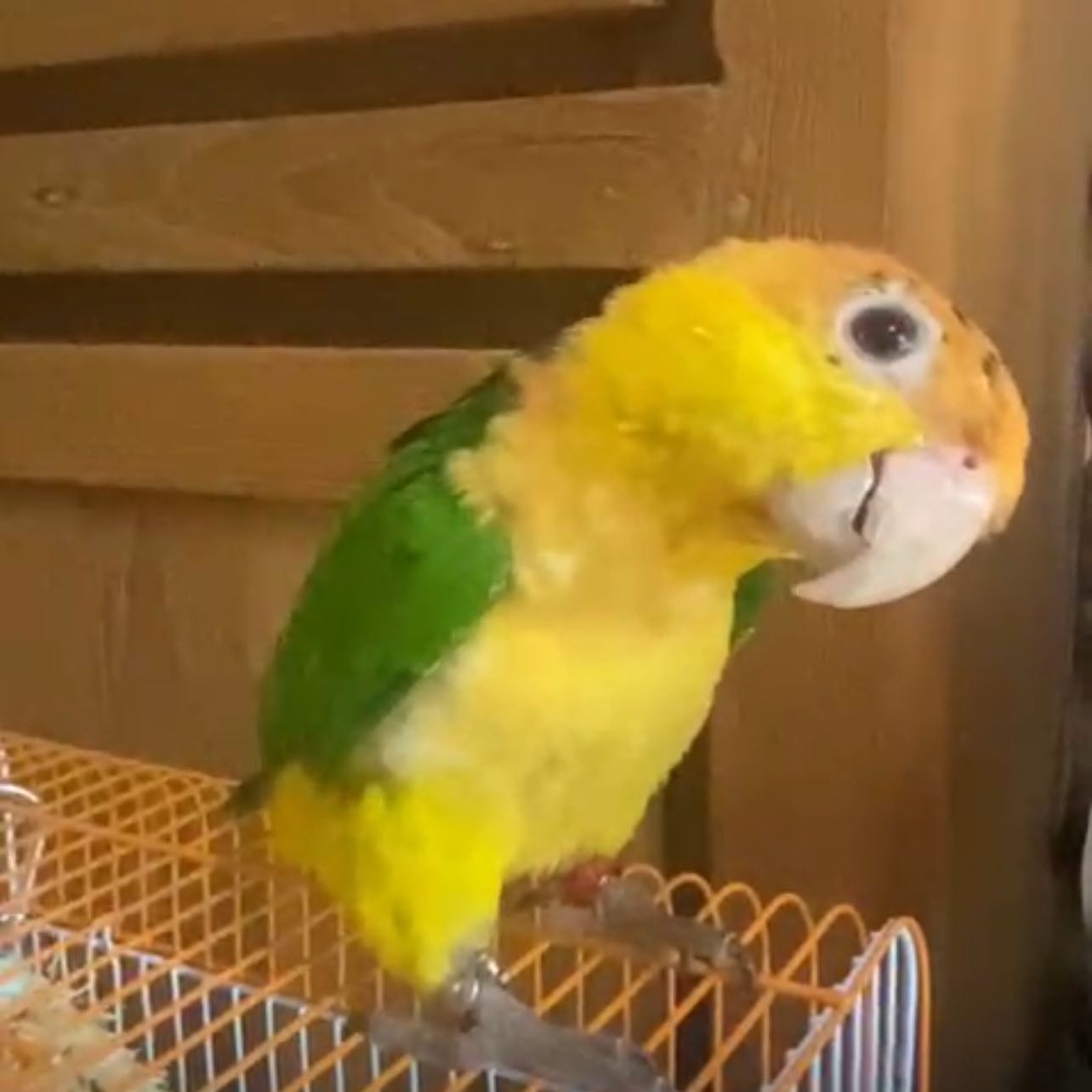 Elmo 