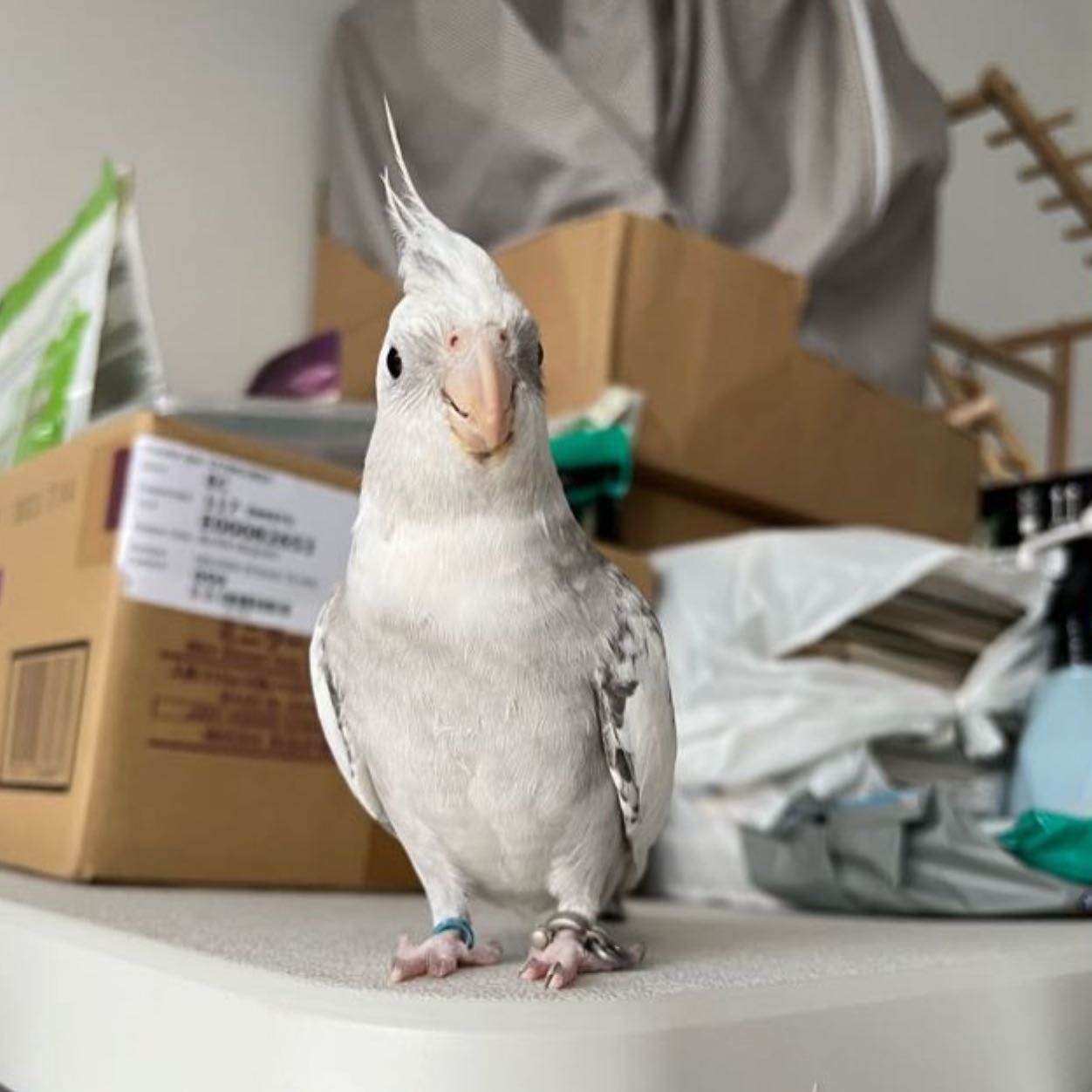 robird 