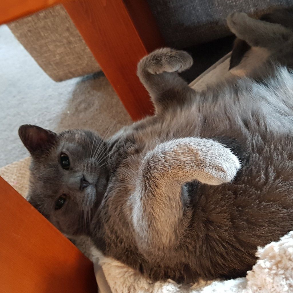 Mila