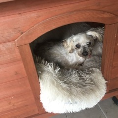 Bella passed away 2020