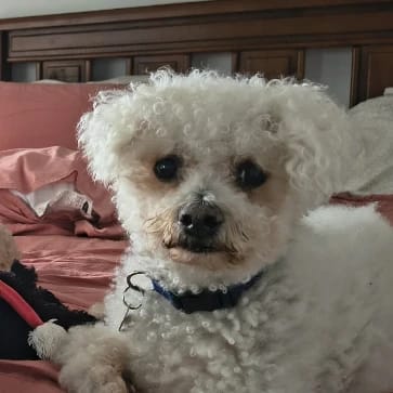 Winston