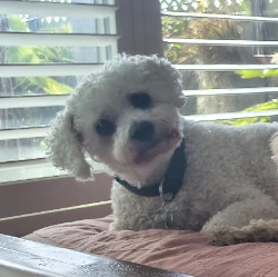 Oscar