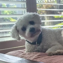 Oscar