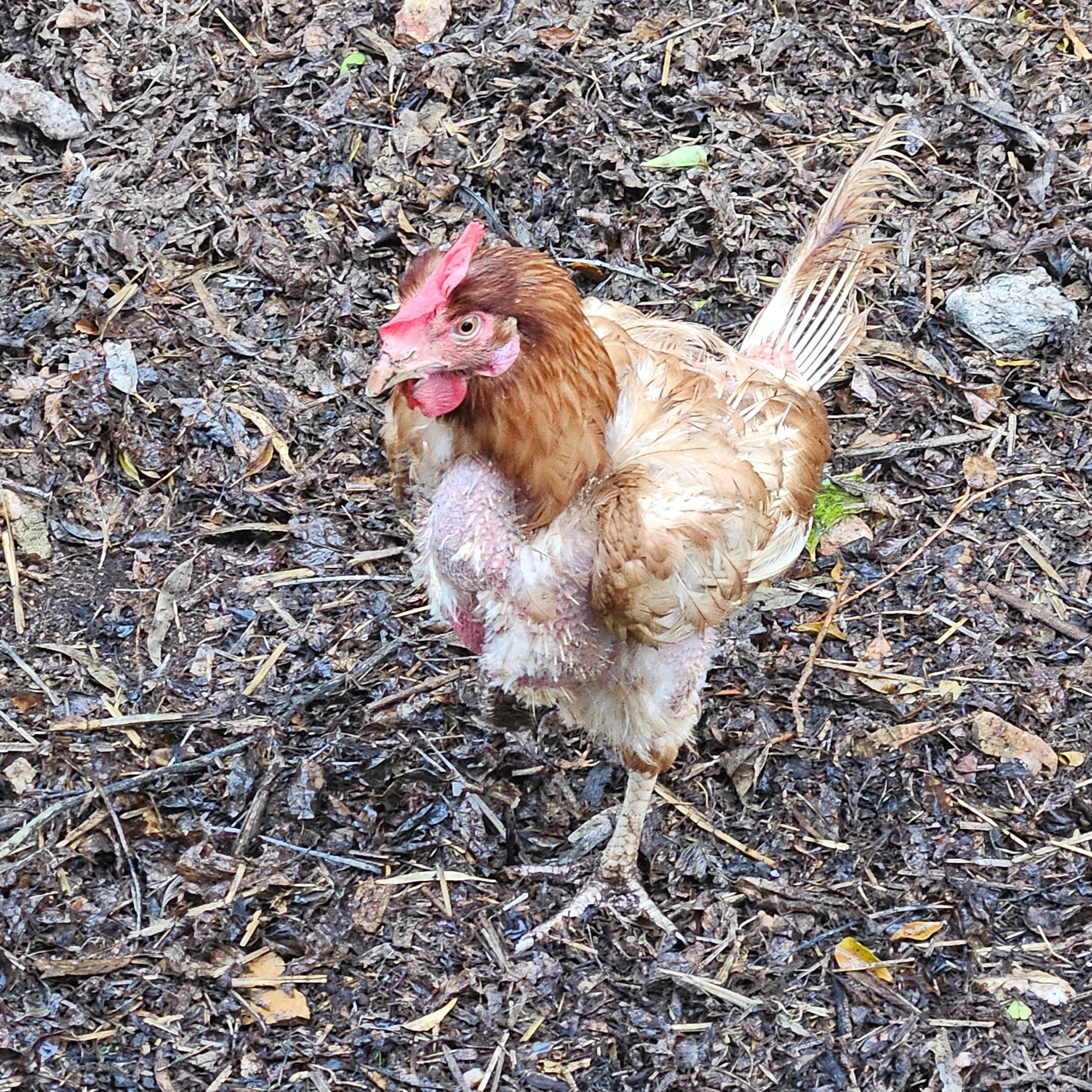 Chickens