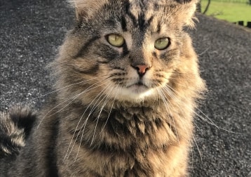 Simba