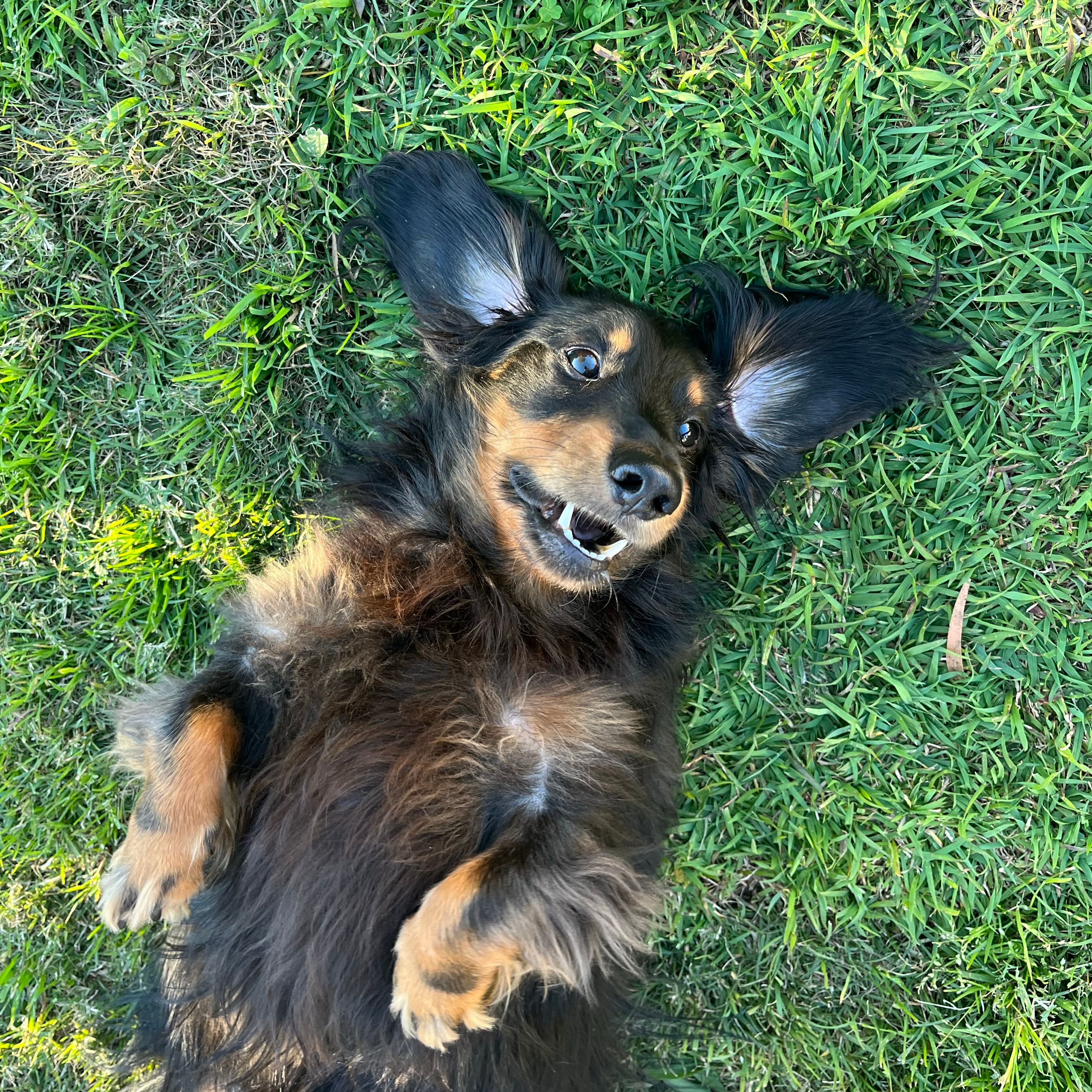 Loki