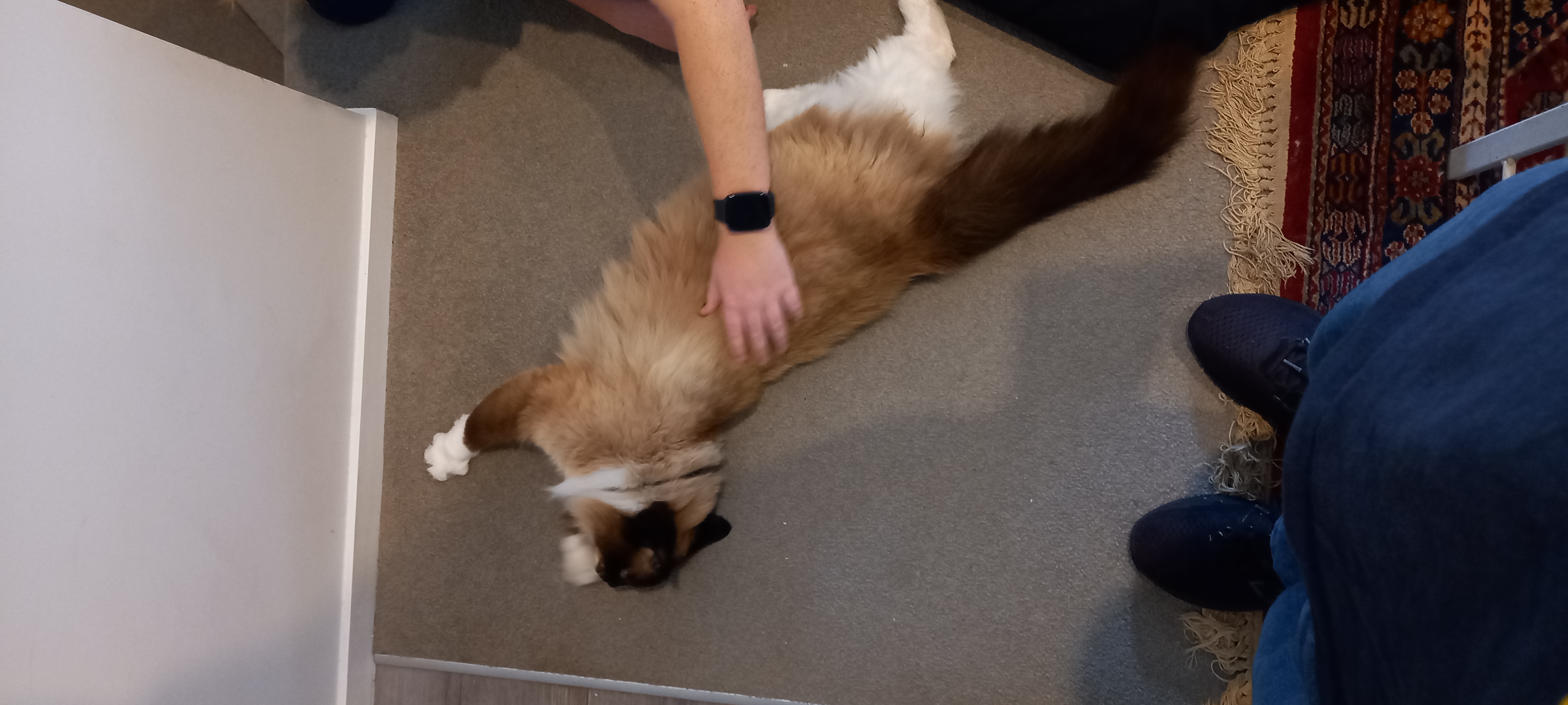 image-7