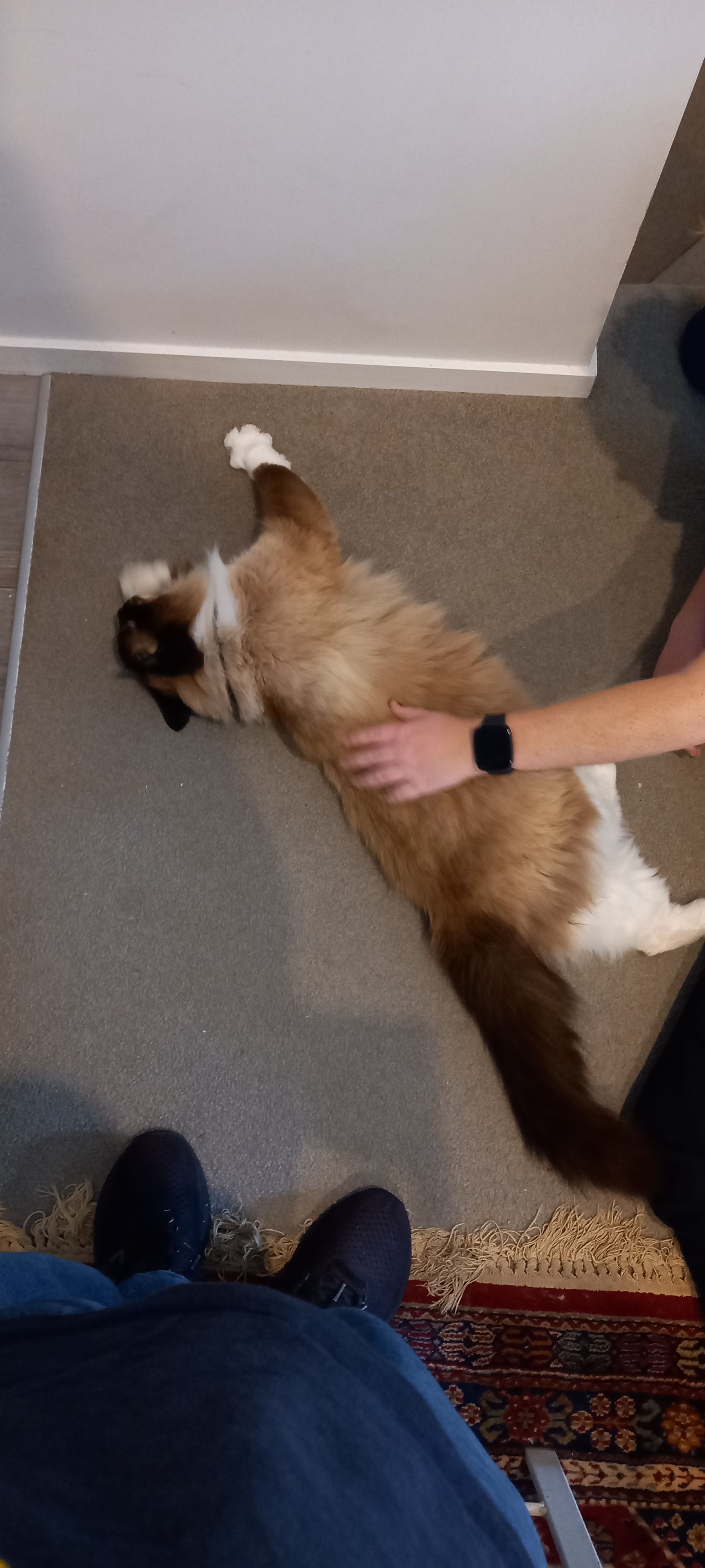 image-7