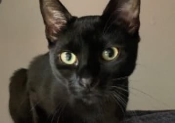 Onyx