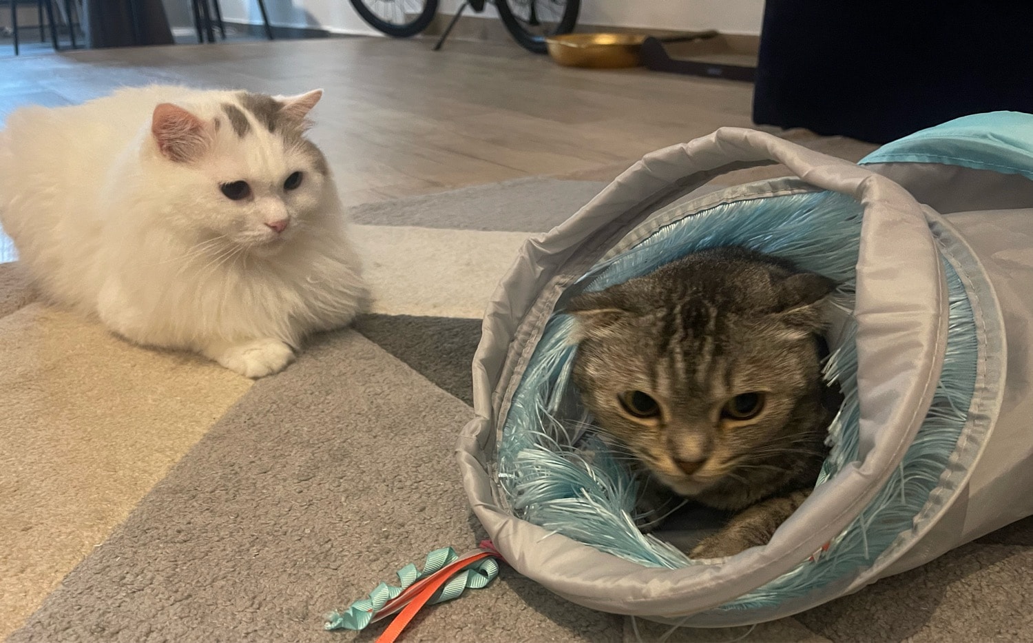 kiro+miyu+Ophelia 