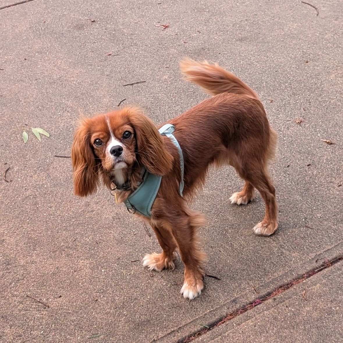 Rufus