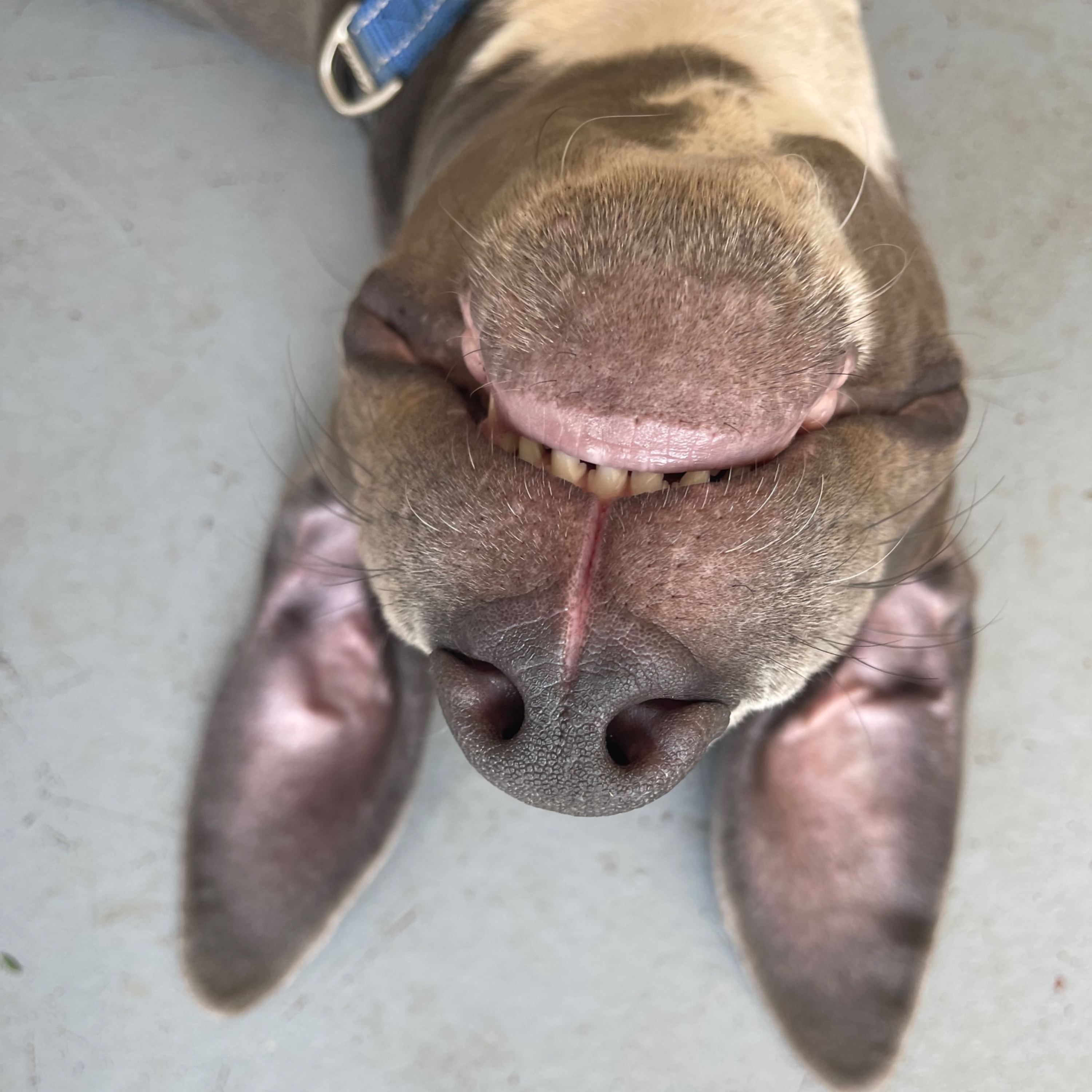 Indi