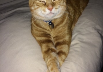 Carragher The Cheshire Cat