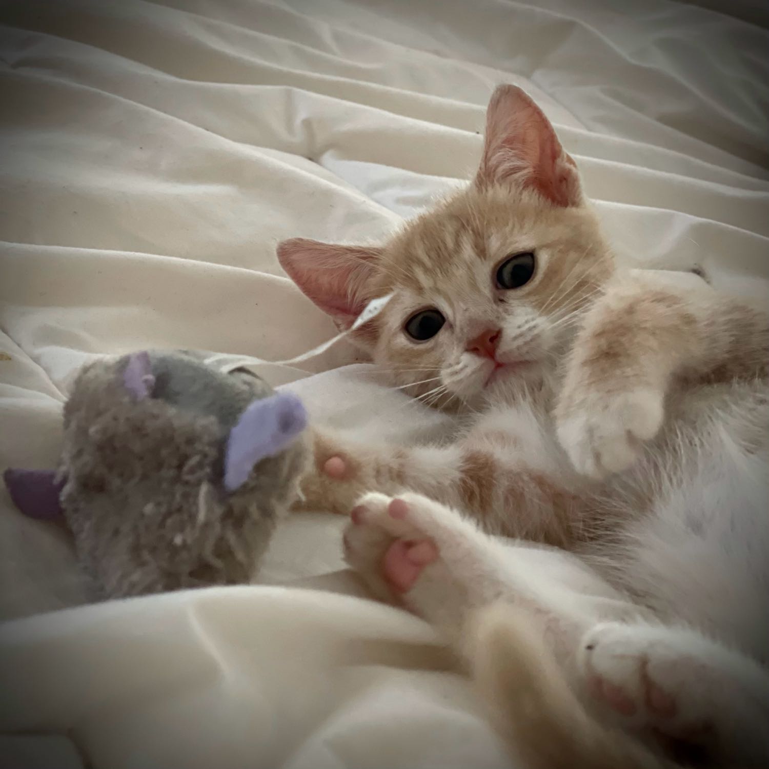 Saffy 