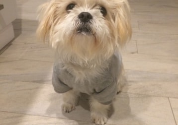 Archie