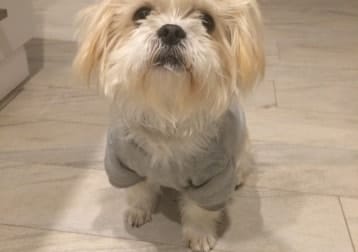 Archie