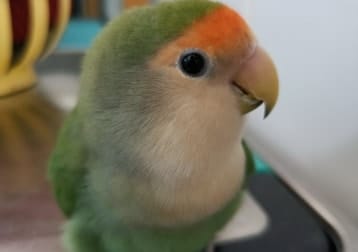Lilly (peach Faced Love Bird)