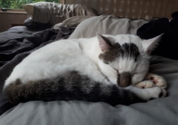 Oscar