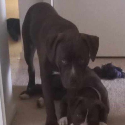 Choco and Athena