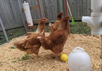 "the Girls" - lillibet, Pippa, poppy and heihei