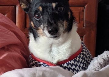 Benson 