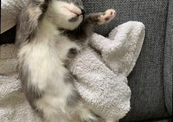 Lilli