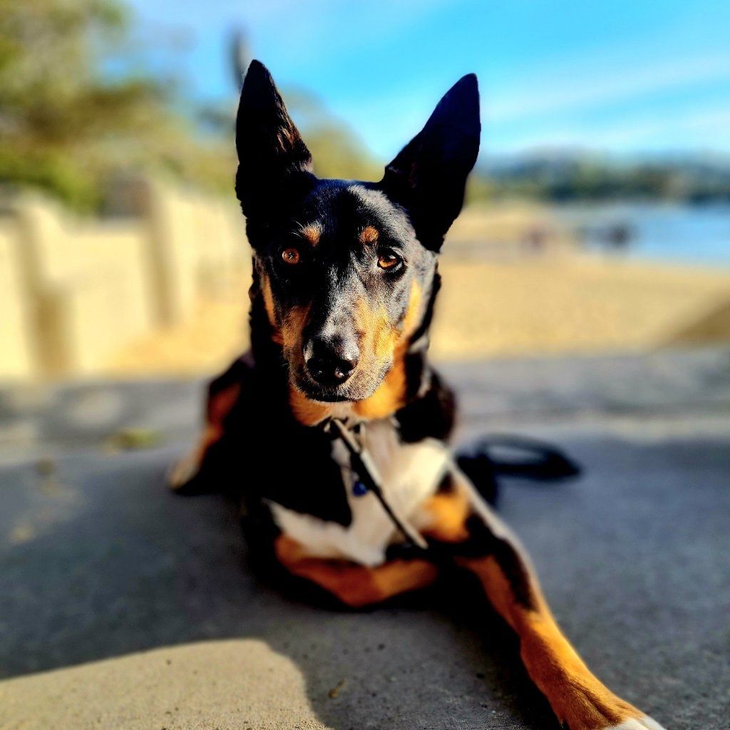 Apollo