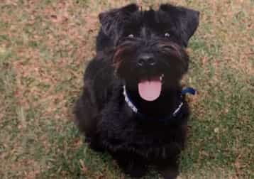 Pebbles(now deceased😢)