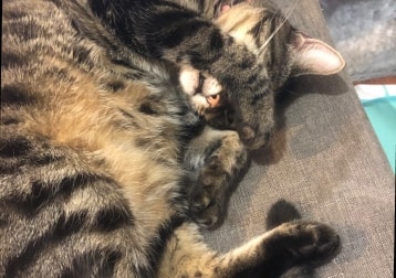 Pickle