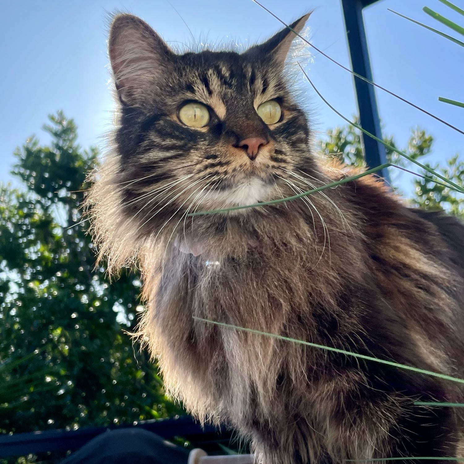 Sammy