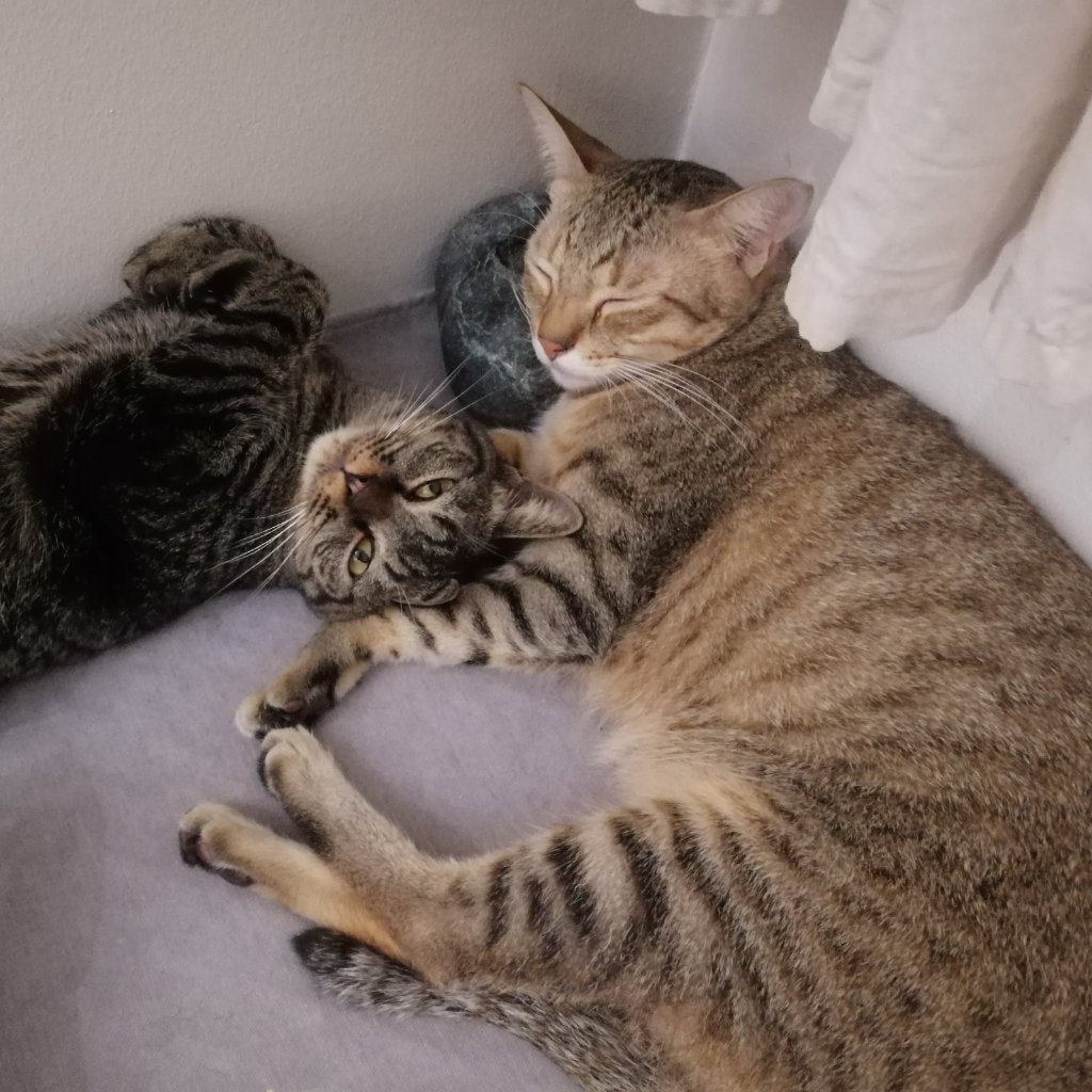 Double trouble - Douzi and Guagua