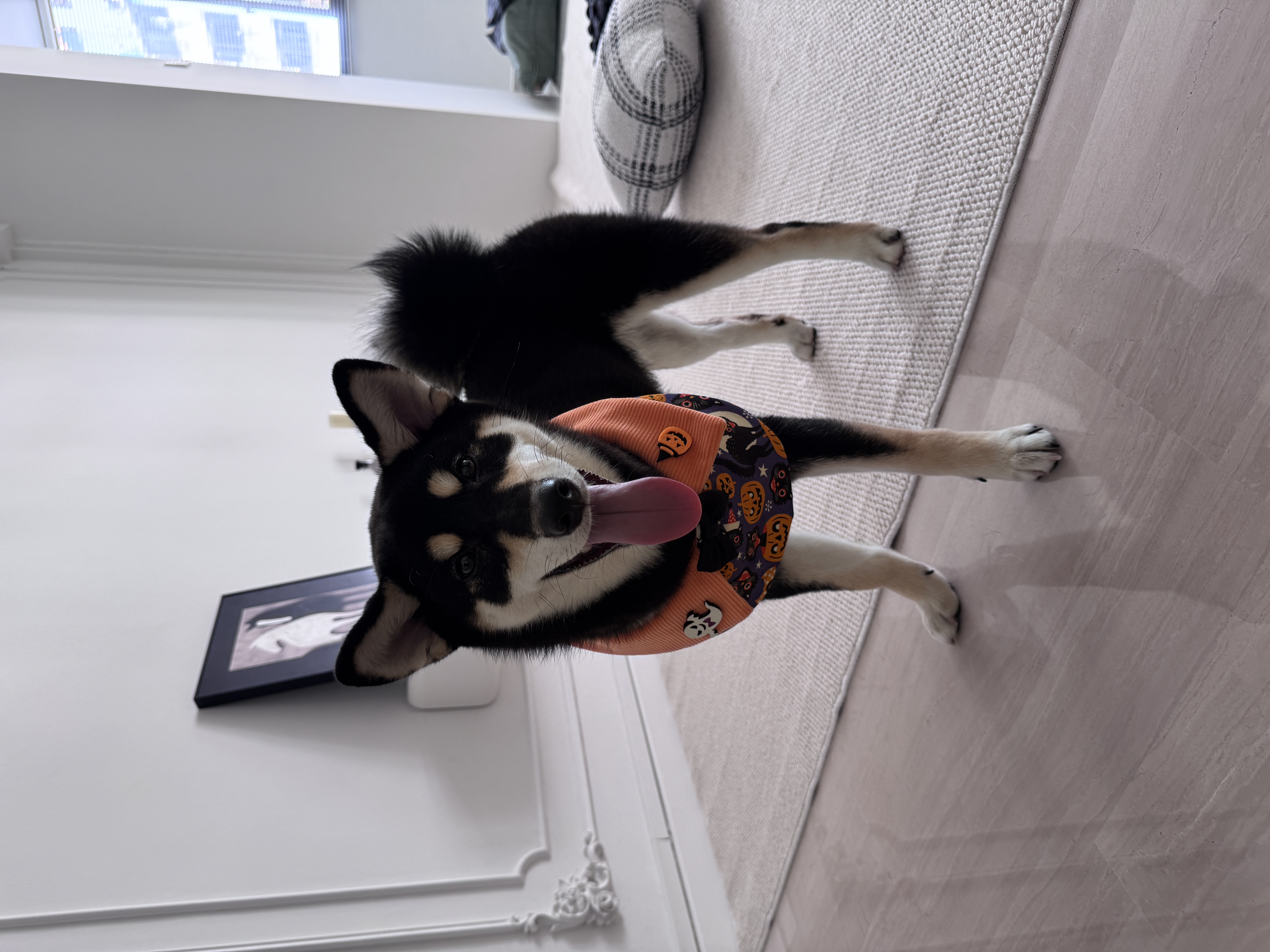 image-11