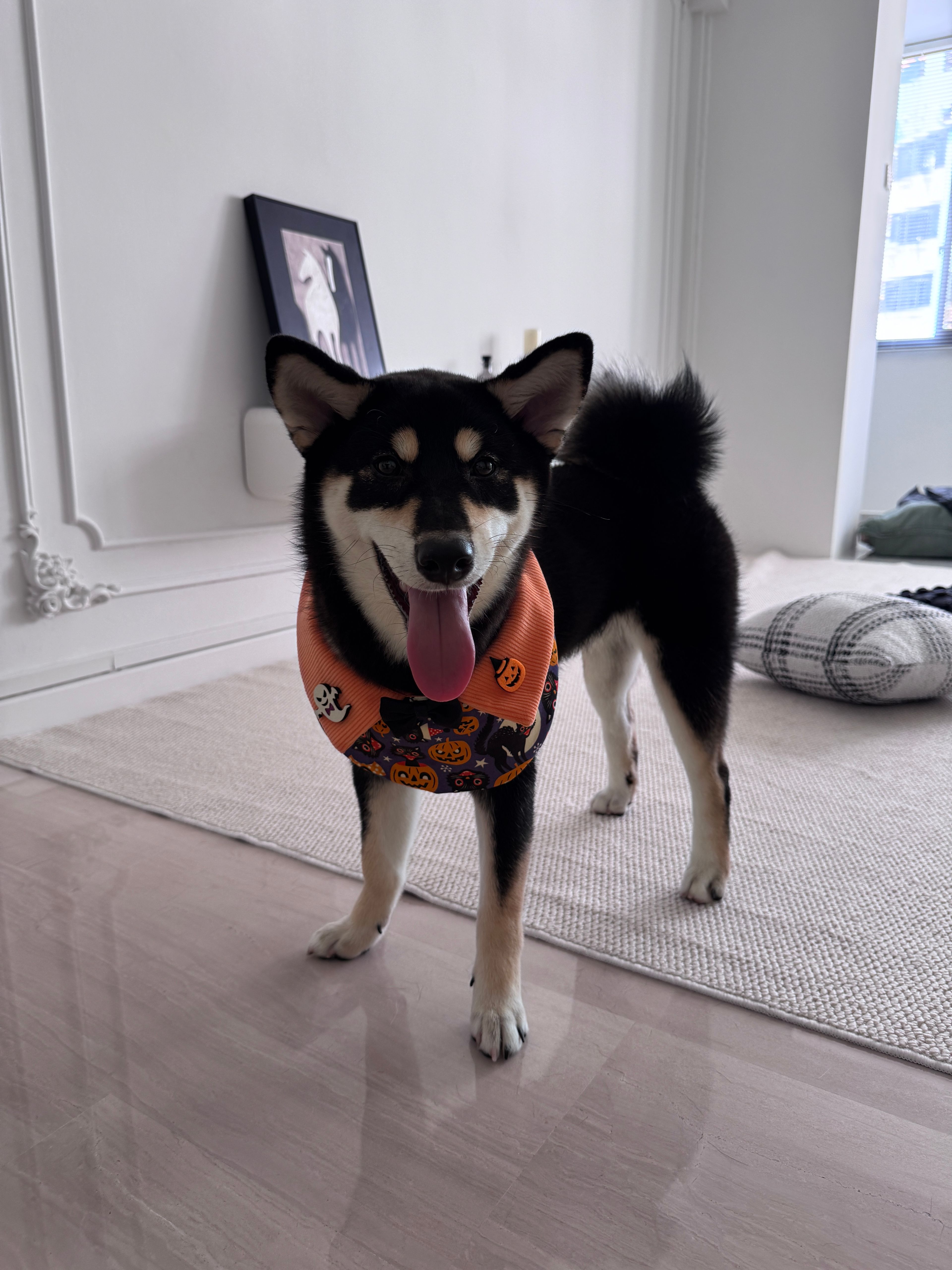 image-11