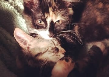 Fluffybum, Lenny, Mable & Monty