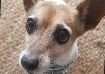 Benji