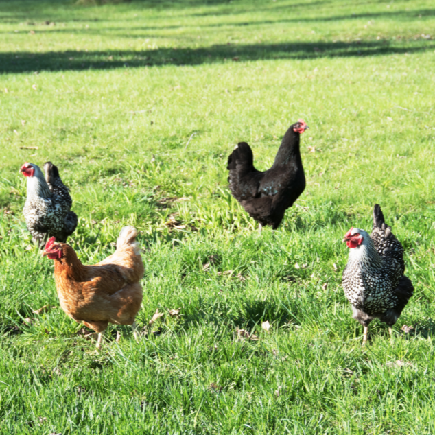 Penelope, Goldie, Emrald, Wednesday.