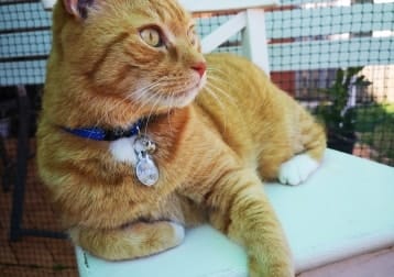 Sammy