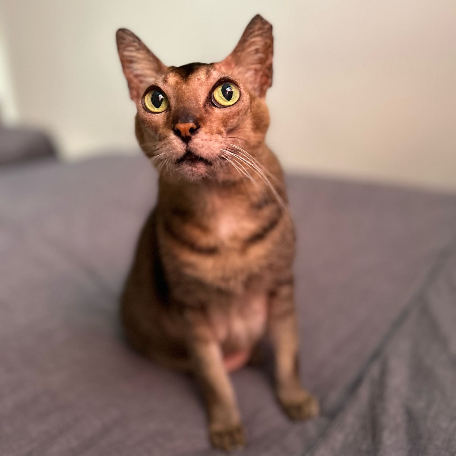 Orko